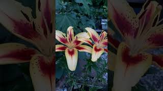 3. Juli 2022:TAKEN LATE IN THE EVENING WITH MY BEAUTIFUL LILY IN MY GARDEN// DM mix vlogs