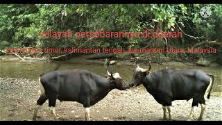banteng jawa (bos javanicus)