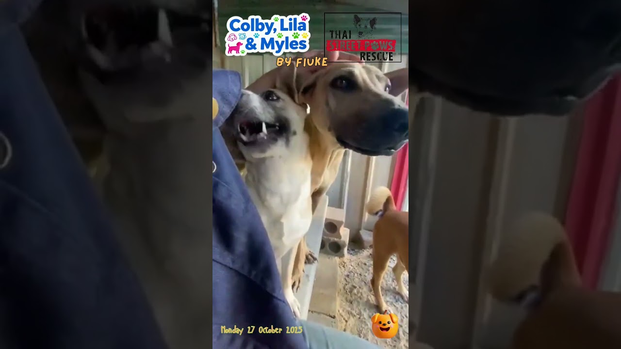 Fluke in the pen of Colby, Myles & Lila!