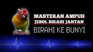 Masteran Jebol Birahi Jantan.