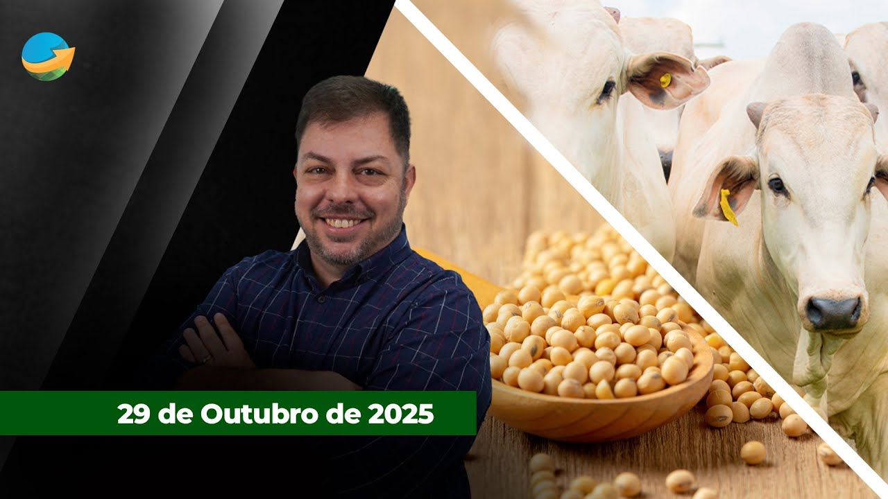 Arroba do boi engrena movimento de alta e SP já tem negócios a R$320; Soja tem dia de poucos...