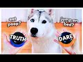 Dog plays truth or dare using talking buttons