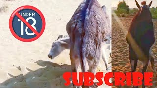 Donkey mating kaisy kerty hain  #doneky animal crossing kaisy hota hay