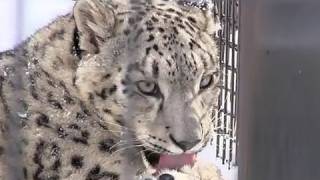 ユキヒョウ リアンの癖？~Snow Leopard bites a forelimb