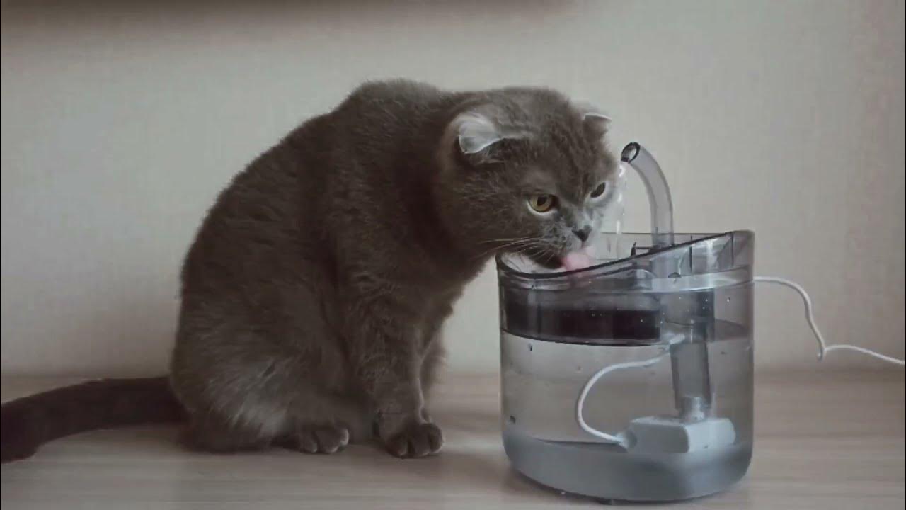 Автопоилка поилка фонтан для кошек котов собак питьевой, фонтанчик для ...