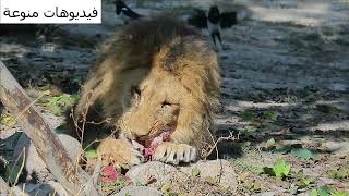 معلومات عن حيوان الاسد (lion)