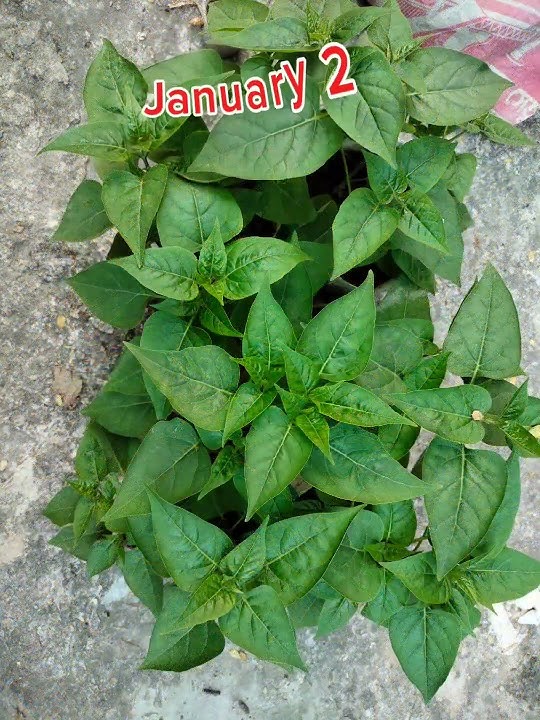 Journey With Marvrl of Peru | Growing Mirabilis jalapa from Seeds | Time Lapse Video
