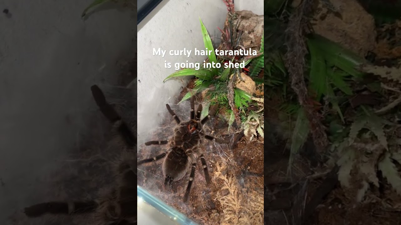 Curly hair tarantula shedding 