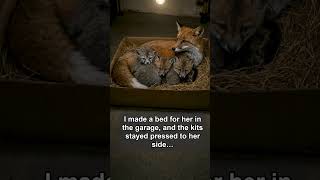 My dog led me straight to an injured fox hiding in the woods with her three kits.