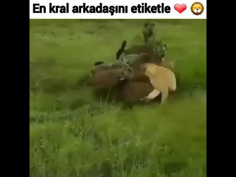 Çakalların hükmü aslan ayağa kalkana kadardır