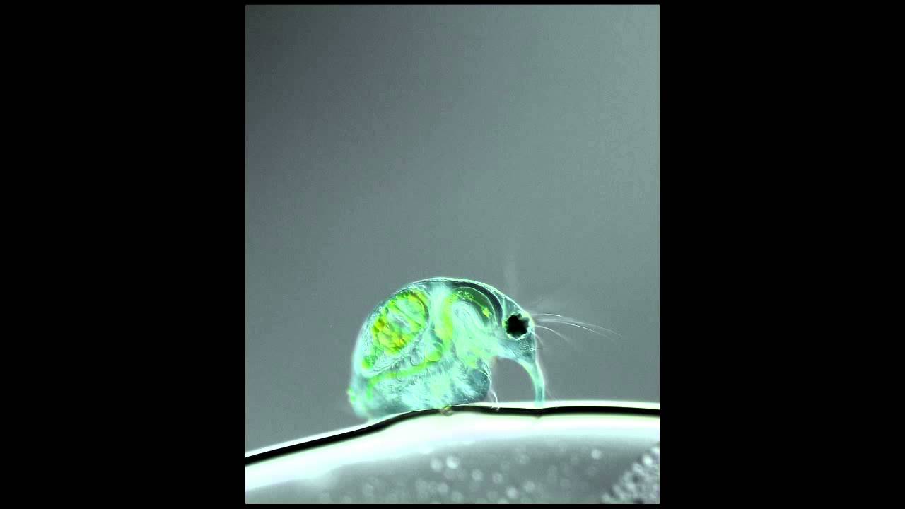 Dr Strangefunk - Theoretical Magic (Radioactive Cake Remix)