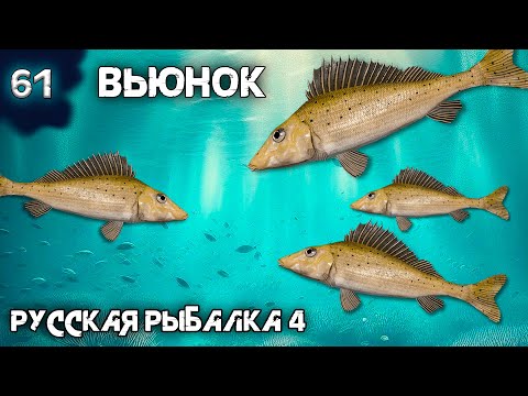 Видео: Русская рыбалка 4 - Рабочая точка на трофей Ерша Носаря + Розыгрыш ! [#61]