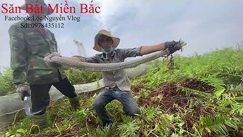 Bắt chuột đồng ở bãi cỏ hoang lâu năm gặp ngay con rắn hổ mang khủng cực độc@Săn Bắt Miền Bắc ​