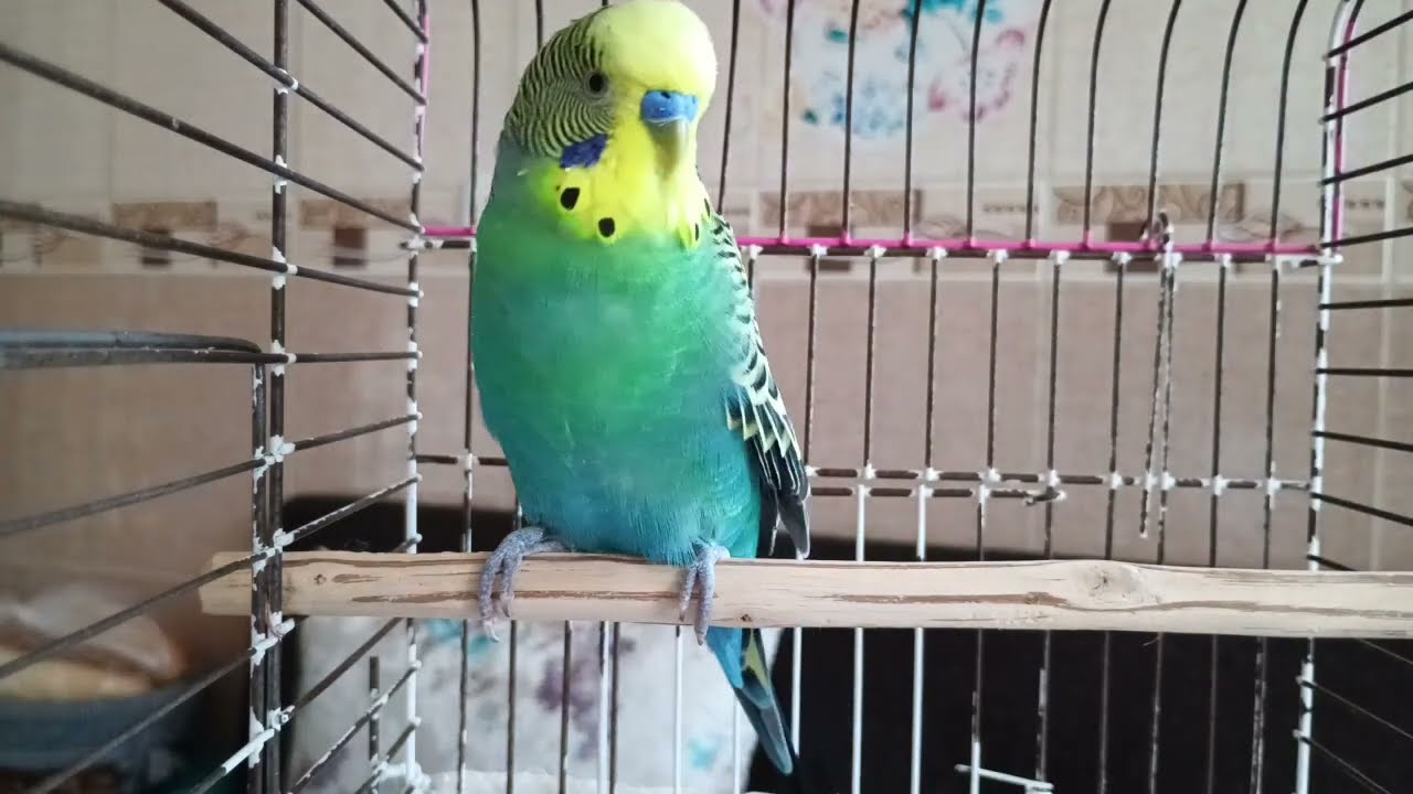 Günlük Mutluluk Dozu: Muhabbet Kuşunuz Bu Seslerle Çok Daha Neşeli! 🌞🐦Mutluluk vitamini