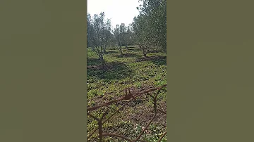 مقنين خلوي ياسلام منطقة أولاد زيان 