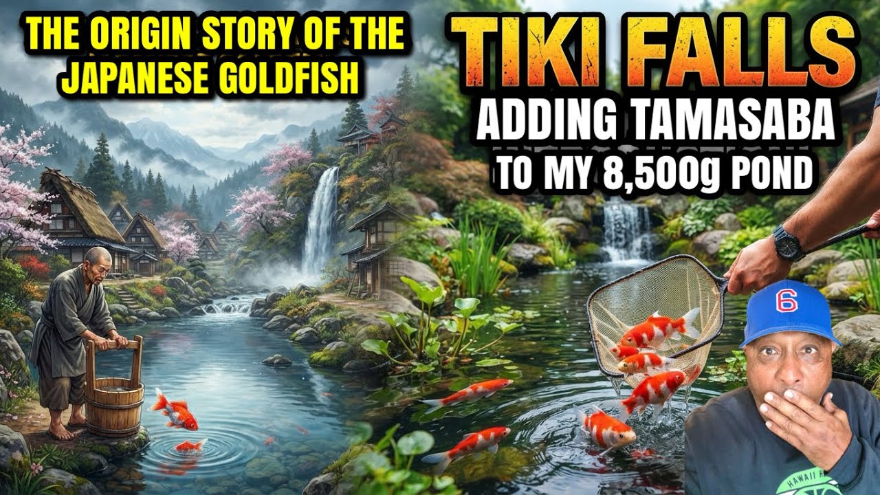 The "Jumbo" Goldfish You Didn't Know Could Live With Koi!