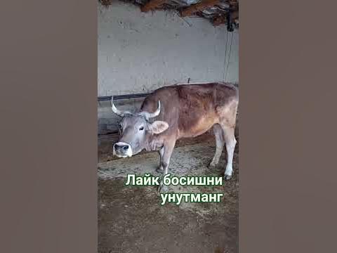 соглом сигир керакларга сотилади - YouTube