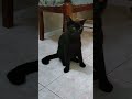 Si Manis lagi Waspada #kucing #kucinglucu #kucingpintar #sangatta #kaltim #masukberanda