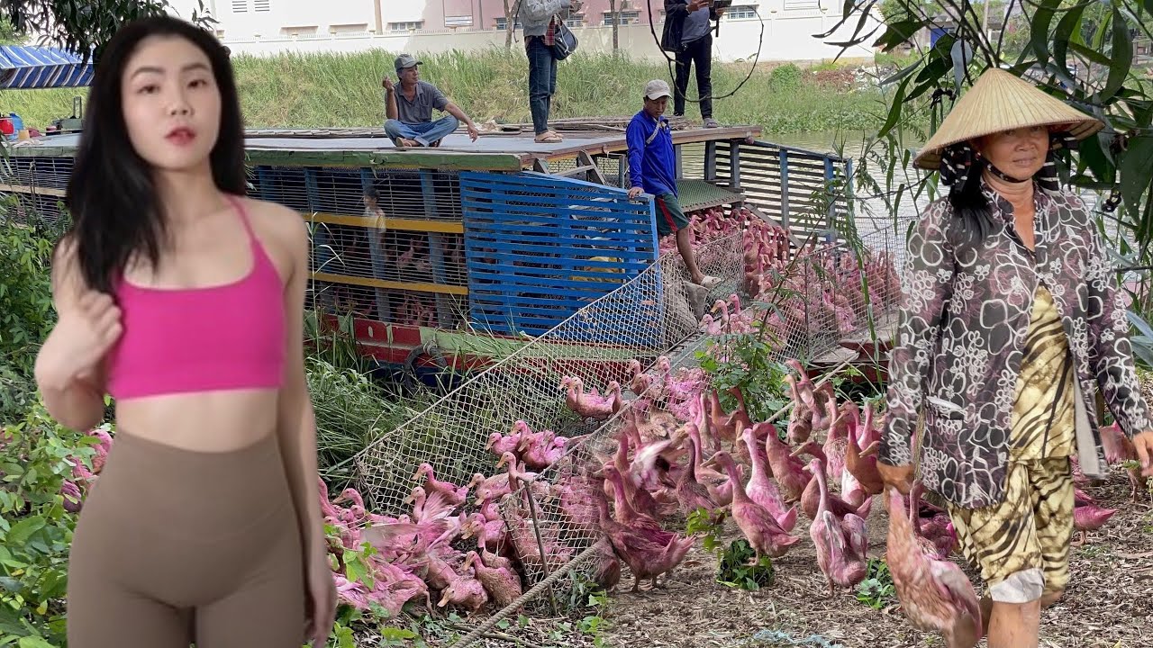 Full Video: Close-up of 60,000 Red Ducks Leaving the Boat to Forage in Vietnam Fields “Farm Life TV