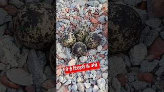 Red-Wattled Lapwing Eggs Found in Nature 🥚 redwattledlapwingeggs