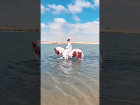 الفيوم اجمل محافظه في مصر الفيوم سفاري العرب الريان