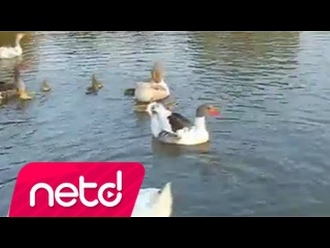 Çeşitli Sanatçılar - Çubuk Tel Bağlama