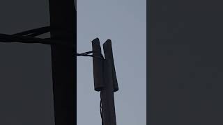 Kuş Gagasıyla Vururken Beynim Sarsıldı Yerinde Şlar