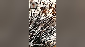 ماتيسر من سورة الحشر بصوت القارىء عماد الصنهاجي