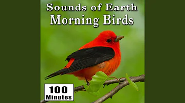Early Morning Wild Birds Chirping and Activity (Songbirds) (Singing Bird Ambience Sound Effects)