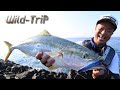 Wild-TriP ”長崎県壱岐・真夏の青物ゲーム"（前編）/鉄人・松岡豪之(976)