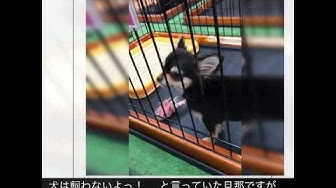 トライカラー Youtube トライカラー Youtube