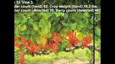 Detecting Grapes and Predicting Harvest Yield