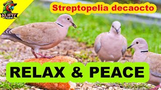 Relaxing Collared Doves Eating Peaceful Bird Sounds for Stress Relief #relaxing #sound #wildlife screenshot 4
