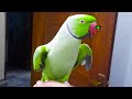 Amazing Beautiful Voice Of Ringneck Talking Parrot