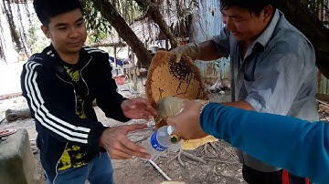 Hảo Ka - Clip lấy tàn ong về chuẩn bị vắt mật.