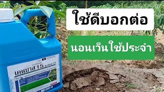 ยาฆ่าหญ้าในแปลงมันสำปะหลัง
