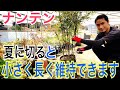【ナンテン】小さく維持できる剪定を実践で解説します！【園芸】【ガーデニング】