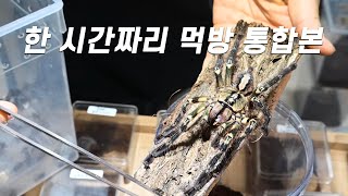 수면용 먹방 통합본