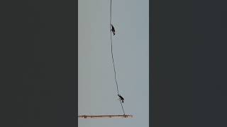 #Naturalworld#likeviral#sharesubcribe