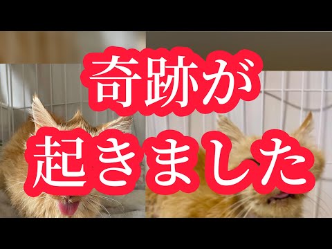猫田さん - YouTube