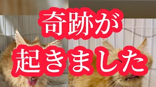 ボロボロの猫保護19日目‼️奇跡が起きました‼️