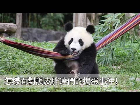 《超萌滾滾秀》第九十四期 怎樣面對調皮胖達們的搗蛋事件？| iPanda熊貓頻道