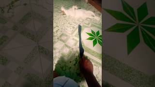 Funny Cat 🐱 #shorts #cat #shortsfeed #viral #trendingshorts #viral