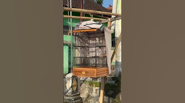 Cendet isian tengkek buto #tengkekbutogacor #cendetgacor #kicaumania