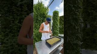 Vertical farming mint from seed to harvest 🌿#farming #mint #gardening #verticalfarming #garden