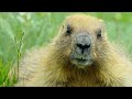 CGTN Nature: Altai Mountains Series | Episode 9: Altai Marmots