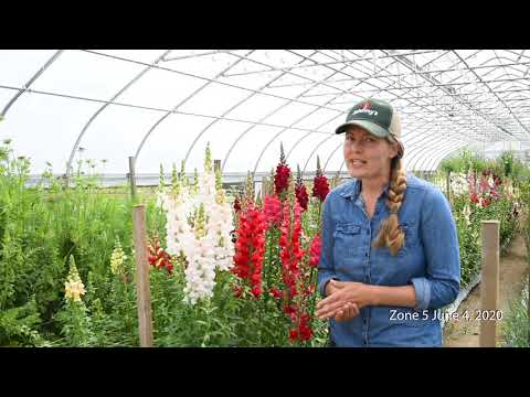 Overwinter Flowers Tunnel: Snapdragons