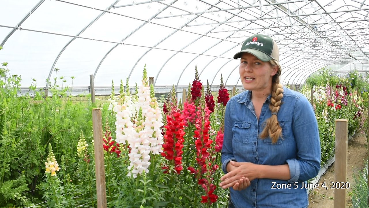 Overwinter Flowers Tunnel: Snapdragons