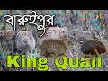 KING QUAIL BARUIPUR | King Quail Voice | Asian Blue Quail | গুররু