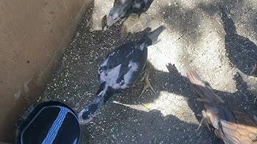 My 2 months old chicks pakoy/20g